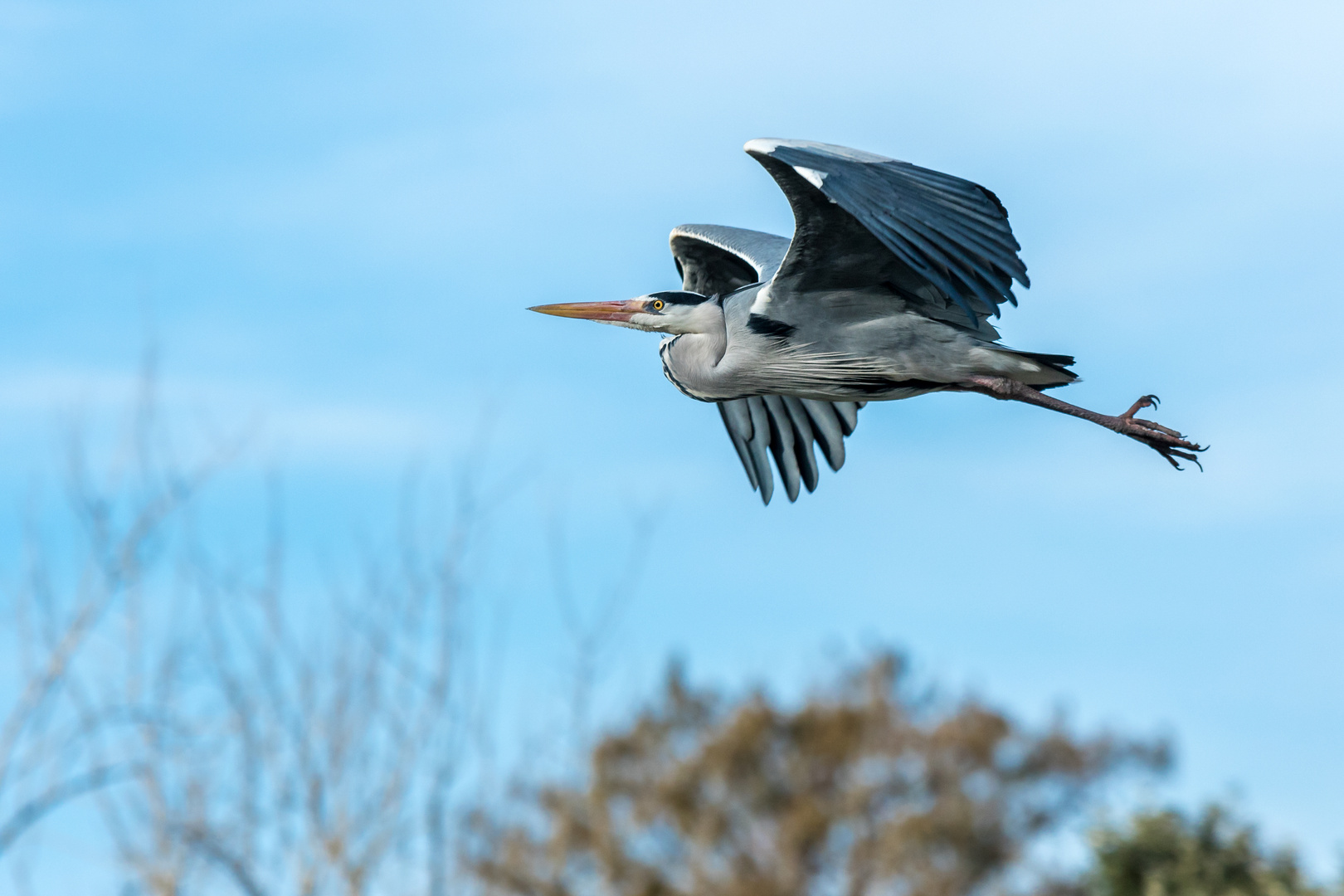 Reiher im Flug