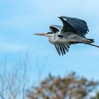 Reiher im Flug