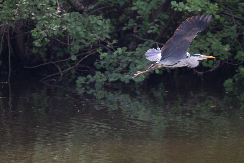 Reiher im Flug