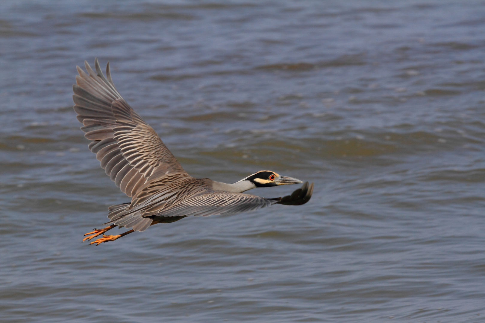 Reiher im Flug