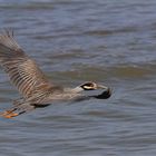 Reiher im Flug