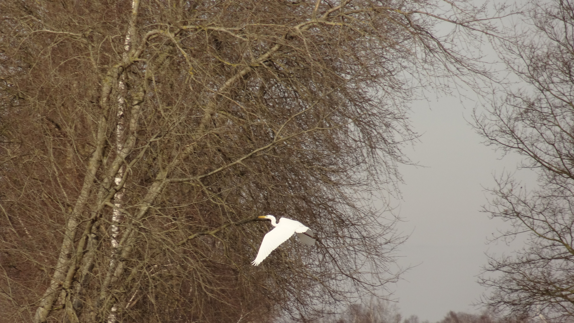 Reiher im Flug