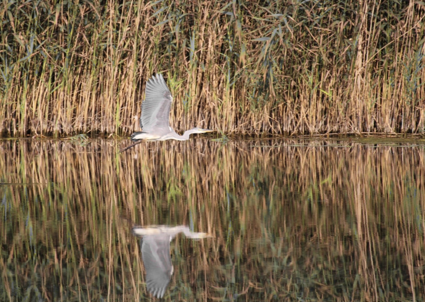 Reiher im Flug