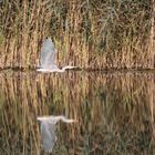 Reiher im Flug