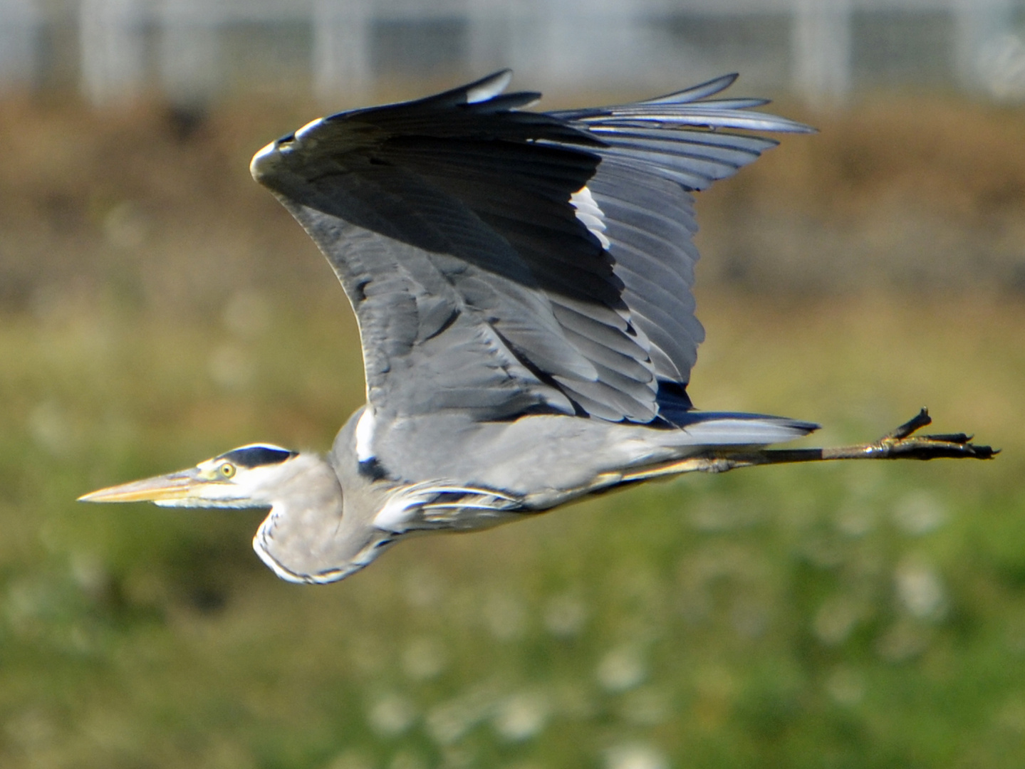 Reiher im Flug