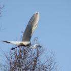 Reiher im Flug