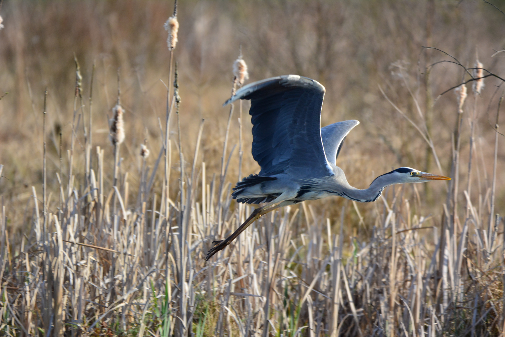 Reiher im Flug 