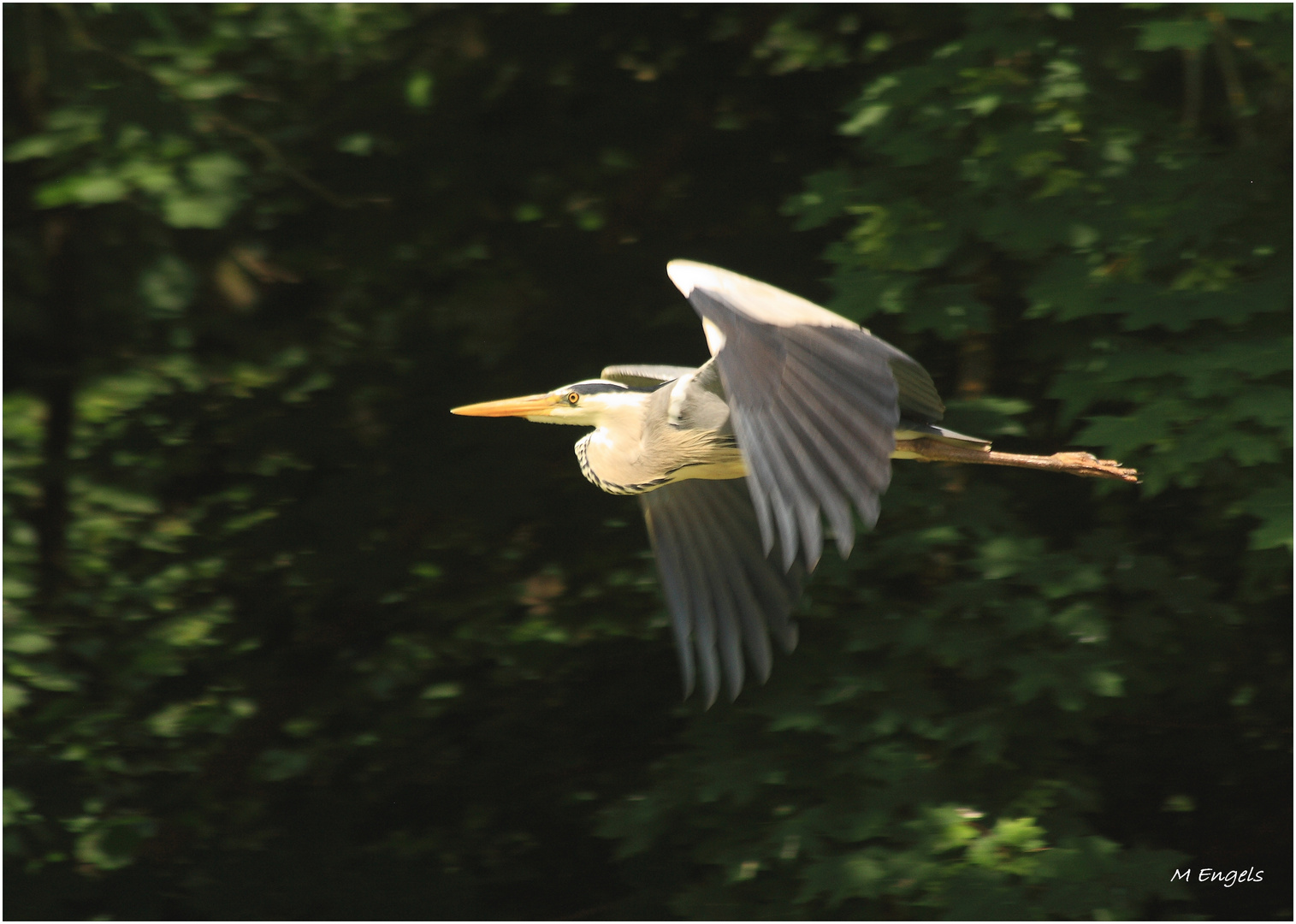 Reiher im Flug erwischt