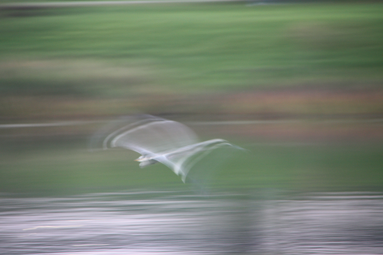 Reiher im Flug