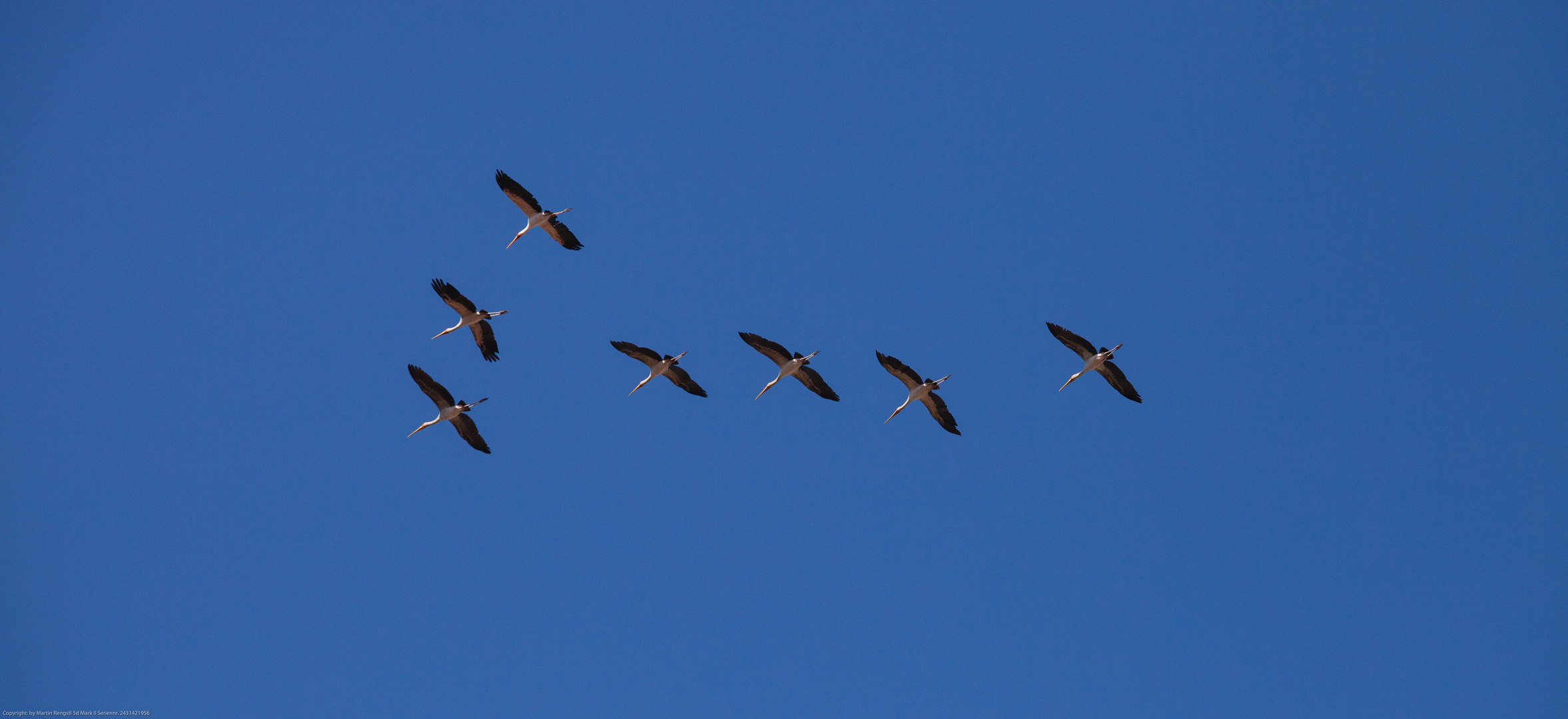 Reiher im Formationsflug