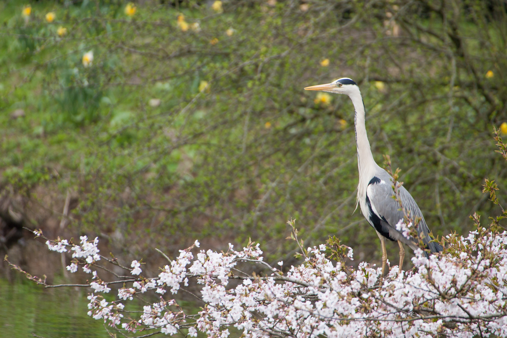 Reiher im Frühling