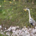 Reiher im Frühling