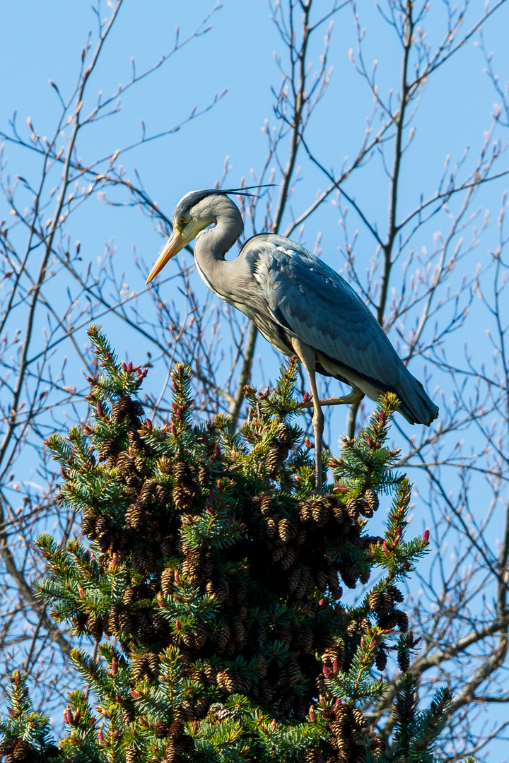 Reiher im Garten