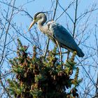 Reiher im Garten