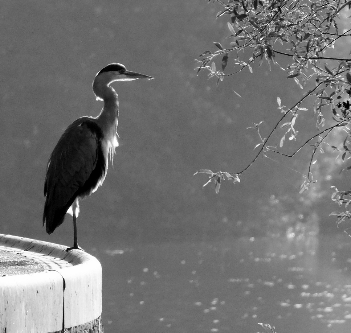 Reiher im Gegenlicht