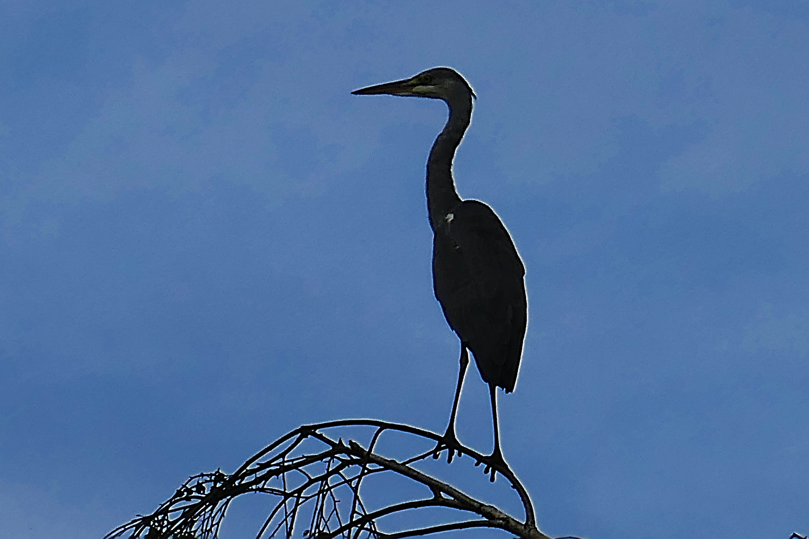 Reiher im Gegenlicht