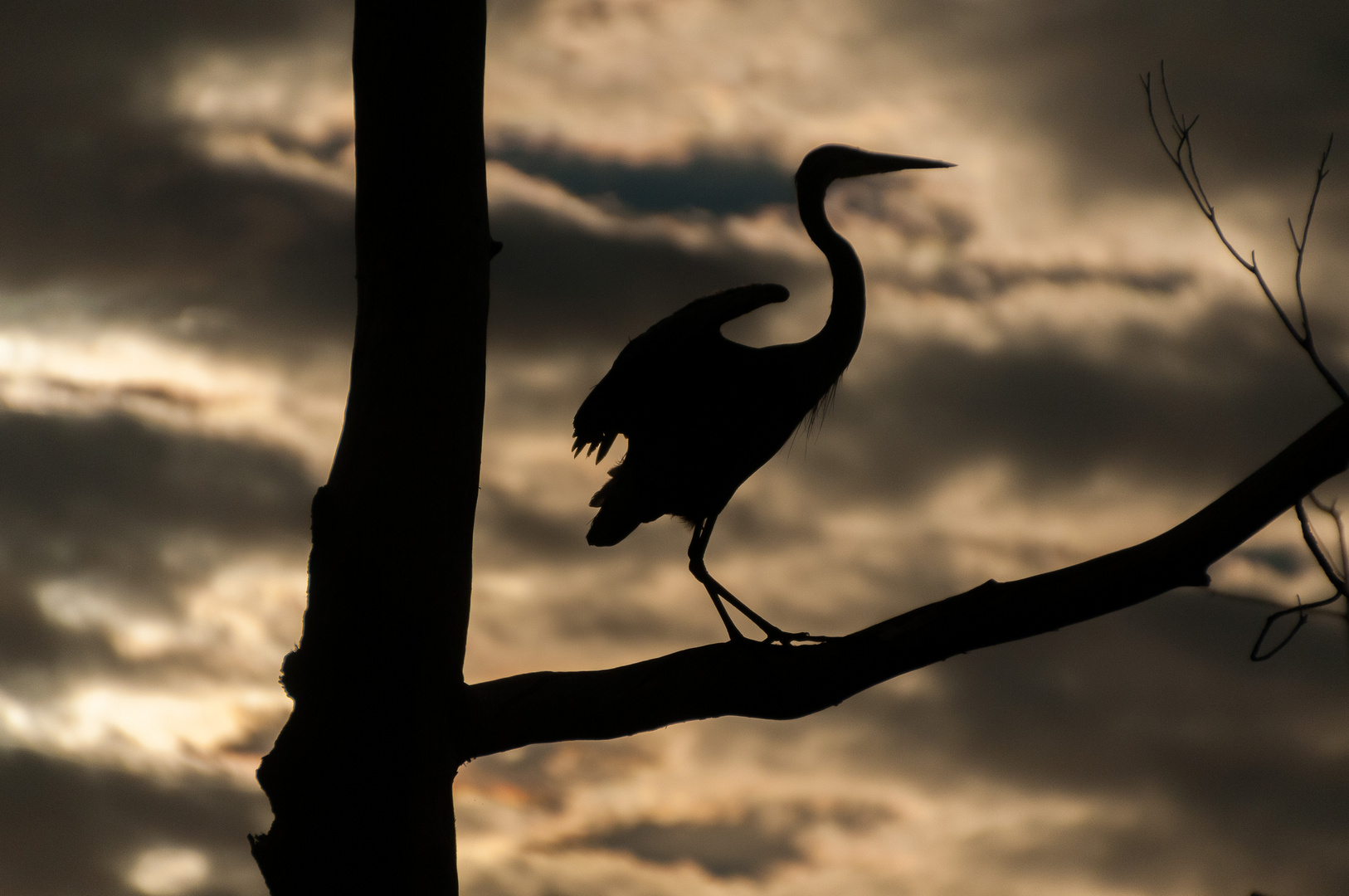 Reiher im Gegenlicht - Okefenokee Swamp - Georgia