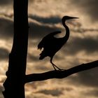 Reiher im Gegenlicht - Okefenokee Swamp - Georgia