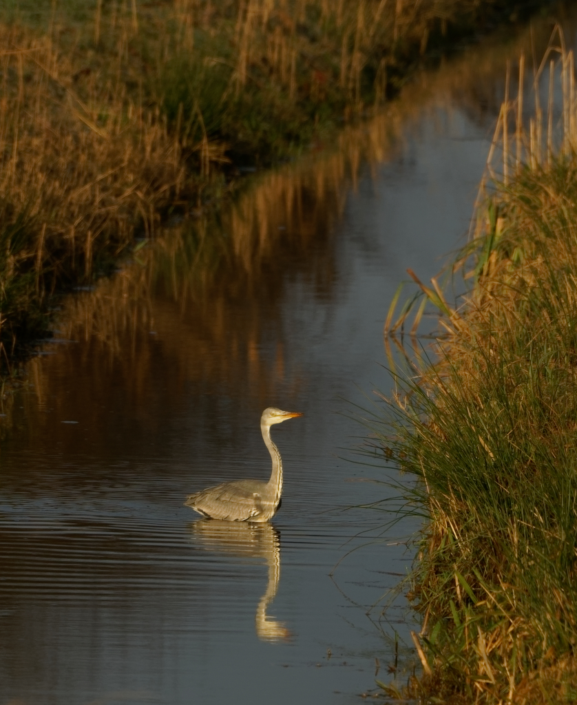 Reiher im Graben