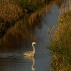 Reiher im Graben