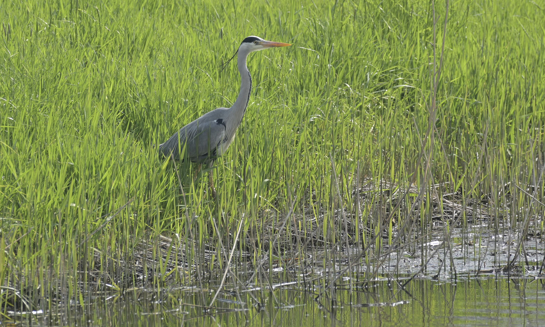 Reiher im Großen Bruch bei Oschersleben