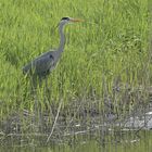 Reiher im Großen Bruch bei Oschersleben