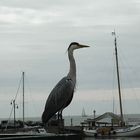 Reiher im Hafen von Volendam