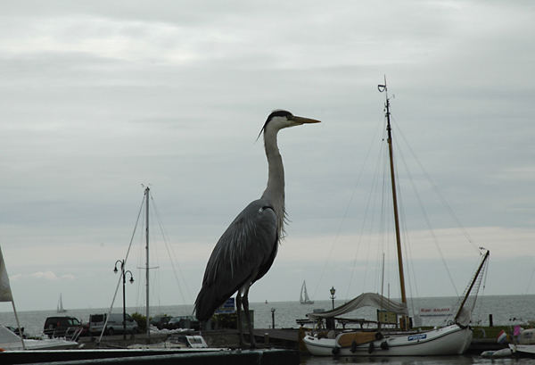 Reiher im Hafen von Volendam