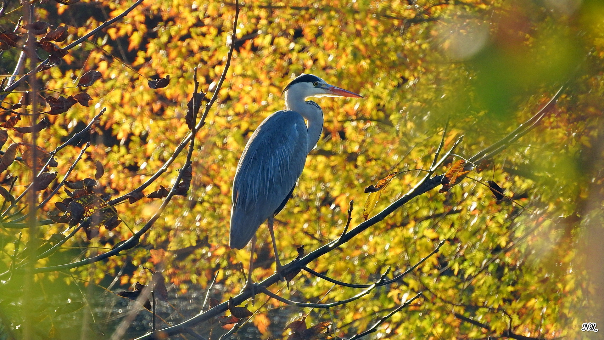 Reiher im Herbstlicht