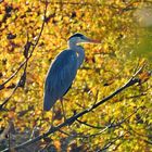 Reiher im Herbstlicht