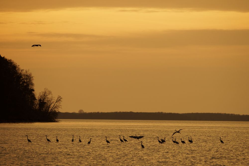 Reiher im Jasmunder Bodden