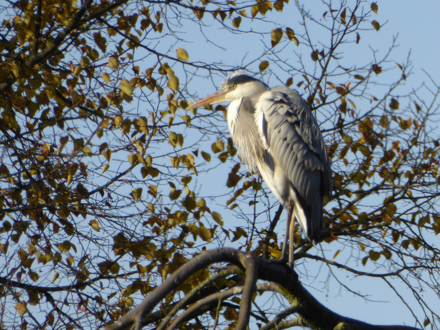 Reiher im Kurpark