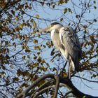 Reiher im Kurpark