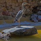 Reiher im Landauer Zoo