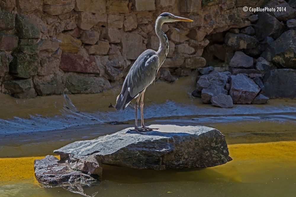 Reiher im Landauer Zoo