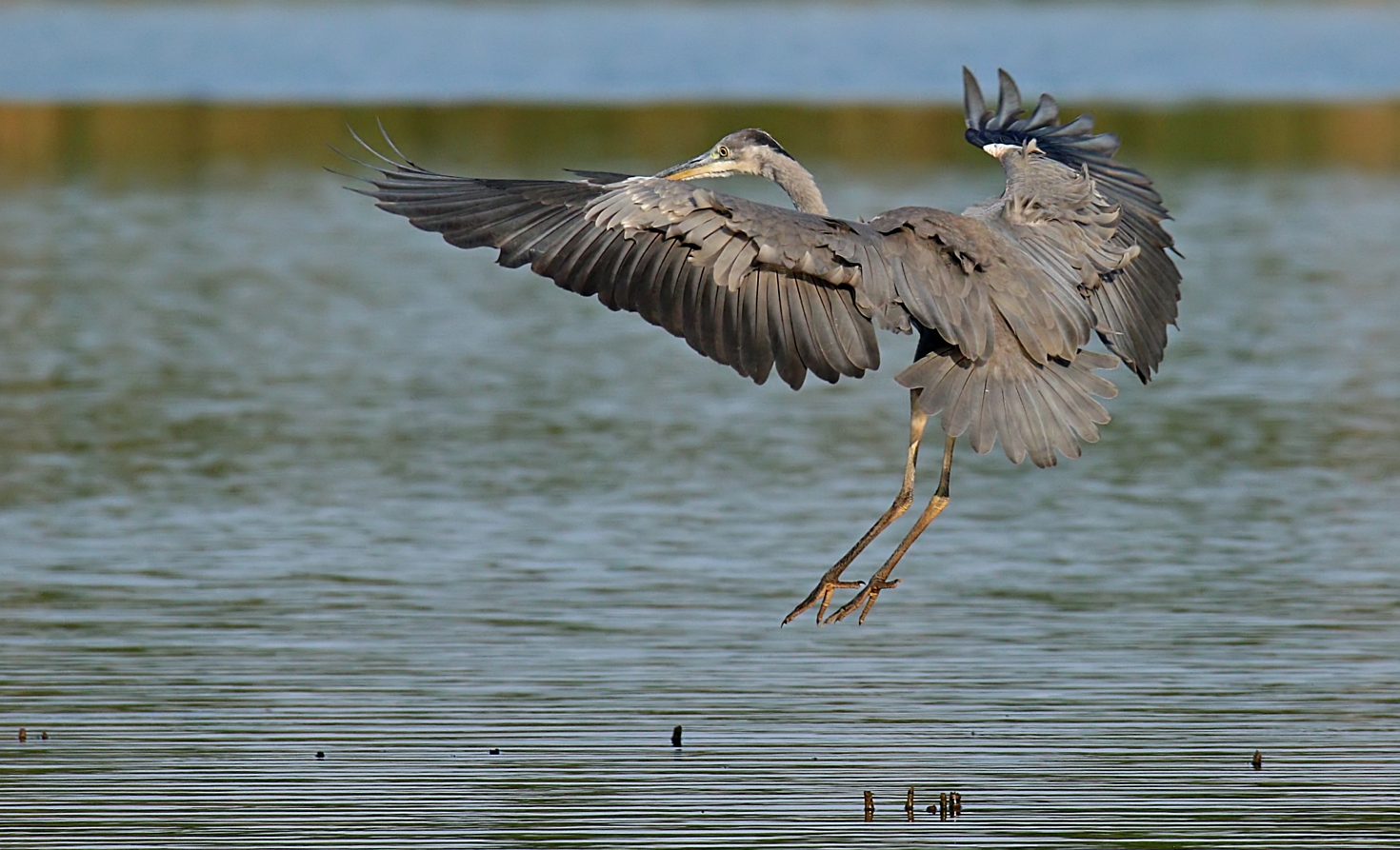 Reiher im Landeanflug