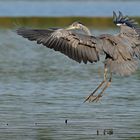 Reiher im Landeanflug