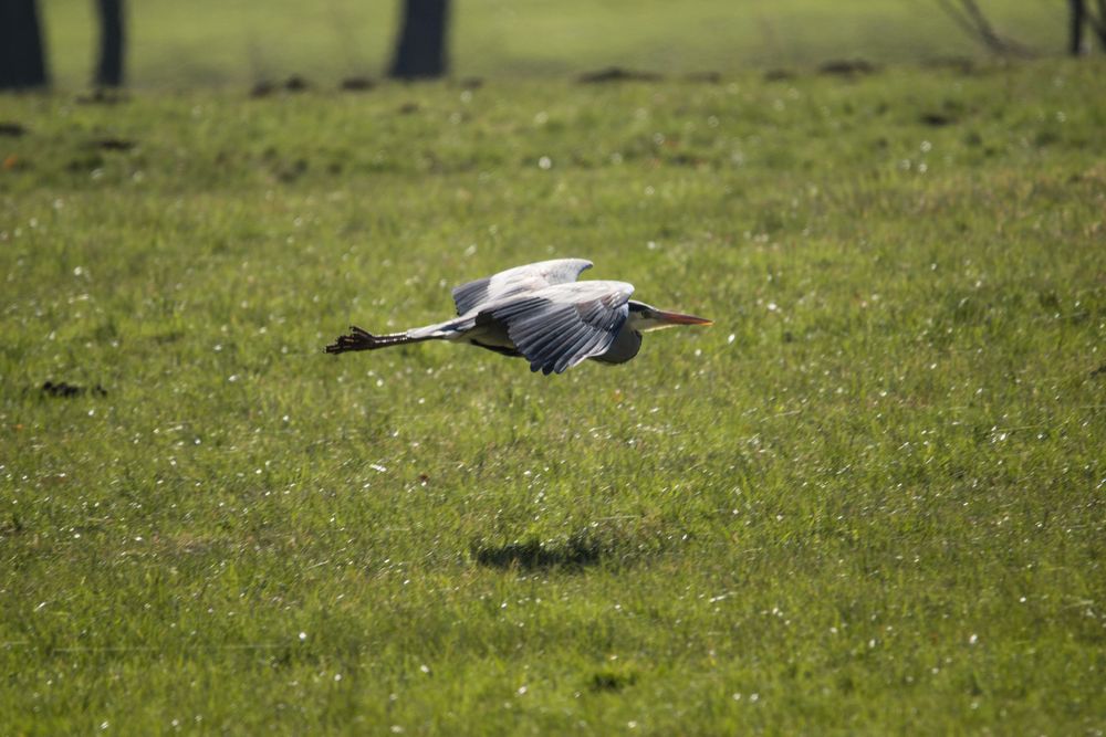 Reiher im Landeanflug