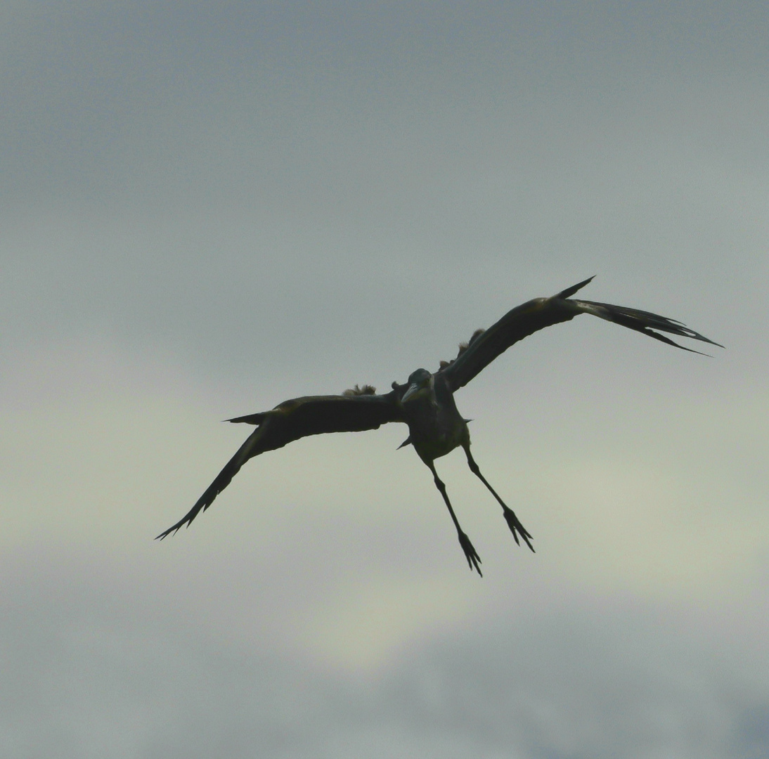 Reiher im Landeanflug