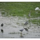 Reiher im Leinepolder bei Salzderhelden.