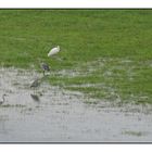 Reiher im Leinepolder bei Salzderhelden.