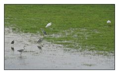 Reiher im Leinepolder bei Salzderhelden.