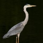 Reiher im letzten Abendlicht