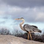 Reiher im letzten Sonnenstrahl