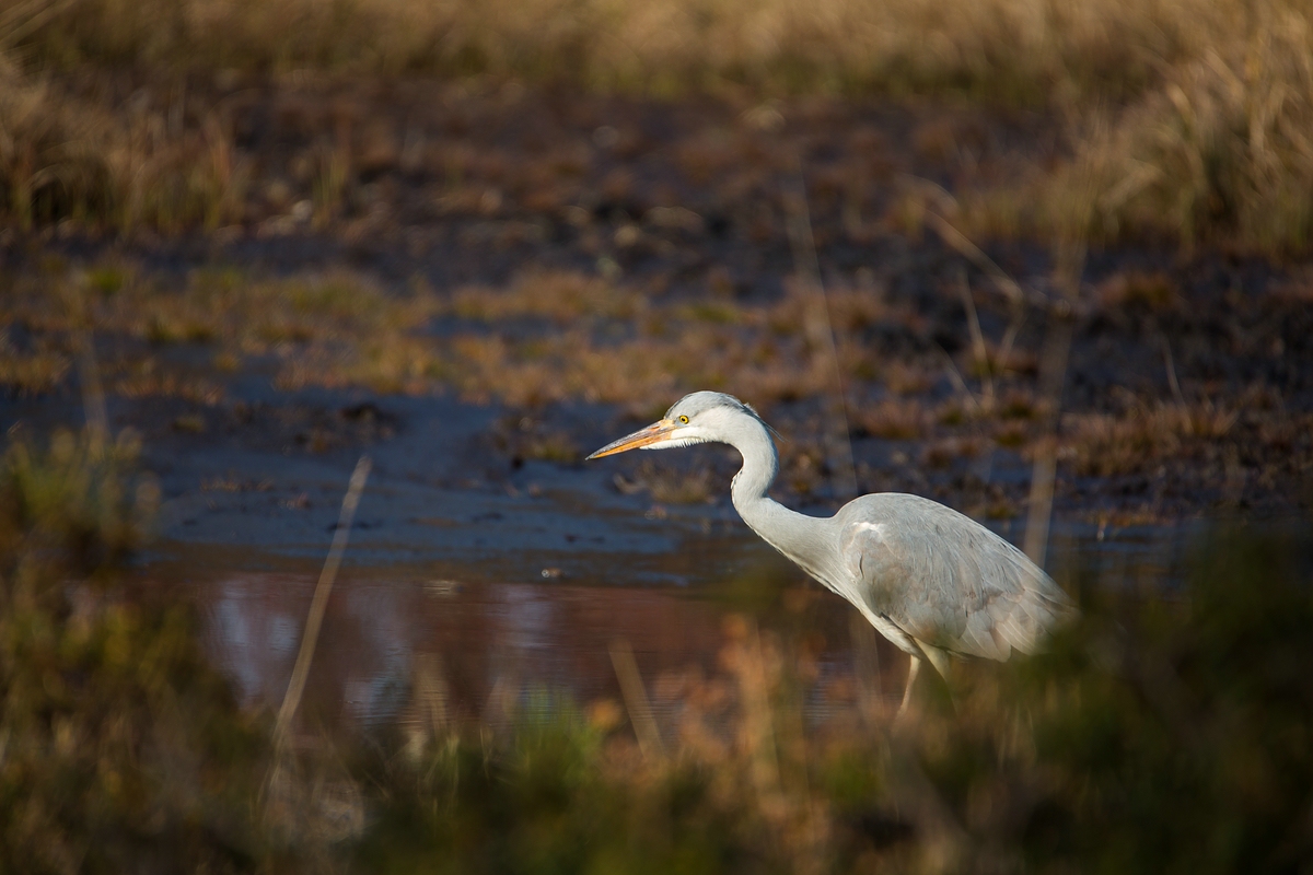 Reiher im Moor