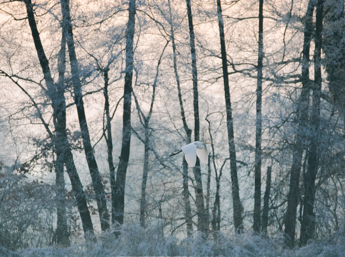 Reiher im Morgenfrost