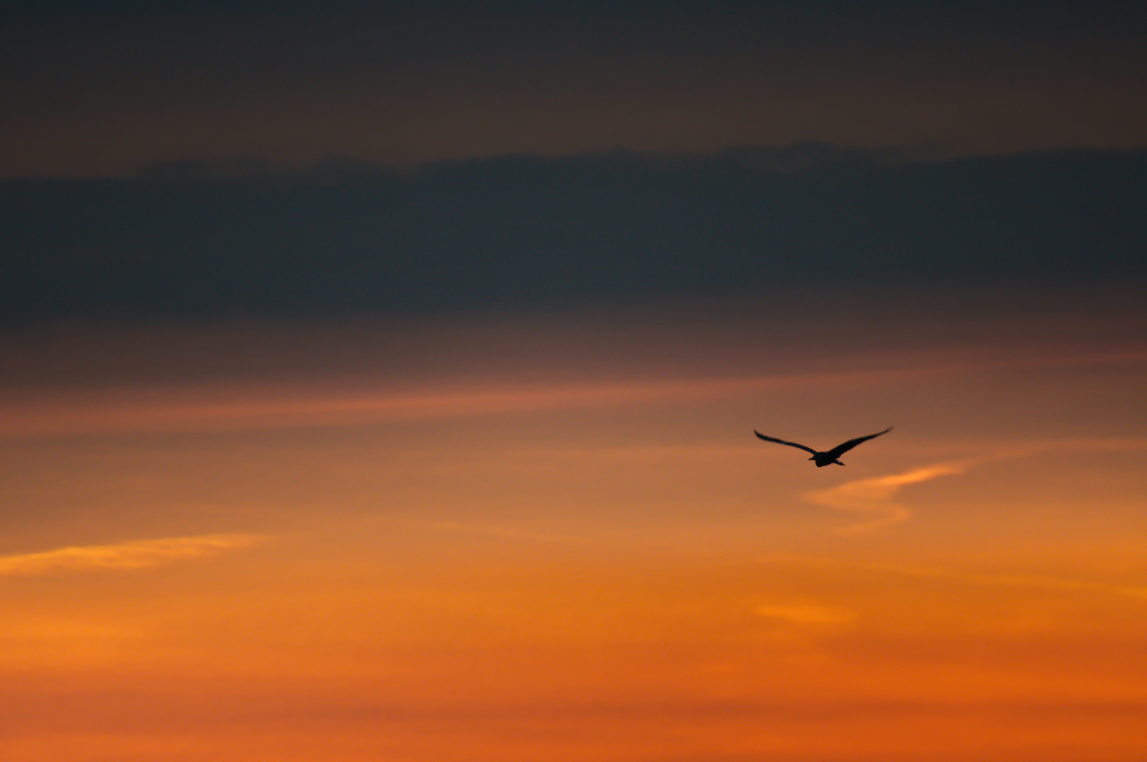 Reiher im Morgenlicht