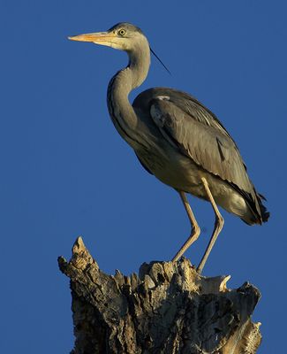 Reiher im Morgenlicht
