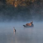 Reiher im Morgennebel