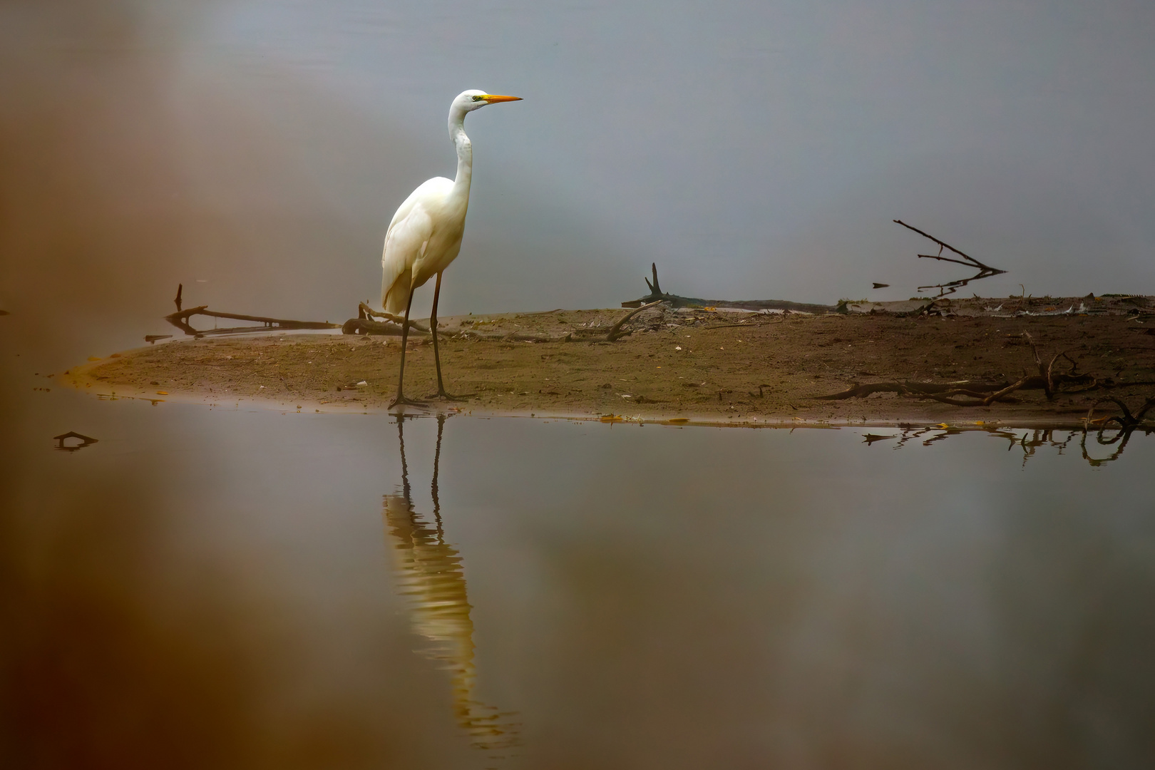 Reiher im Morgennebel